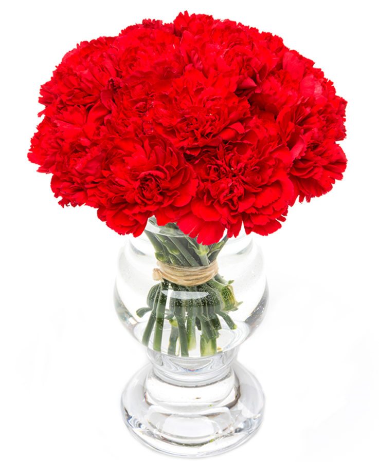 Carnations - Red