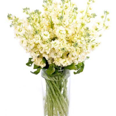 Cream Stocks for the Home or Office - Delivered Weekly
