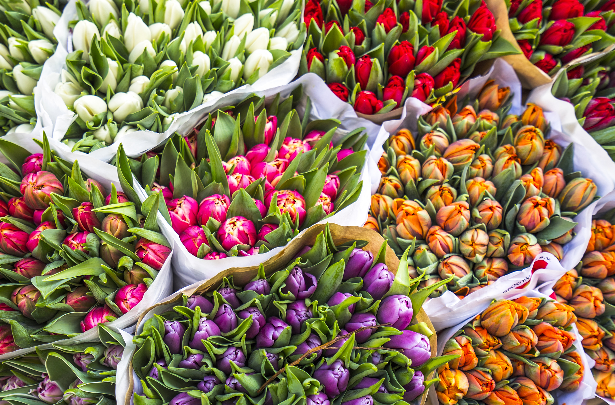 Tulips for sale
