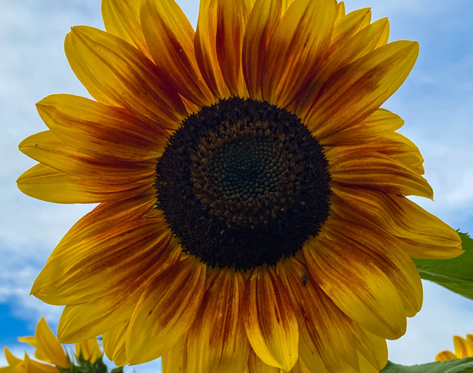 Sunflower Sunflower Bouquets